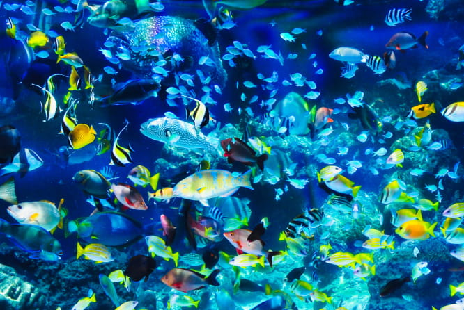 海中の、色とりどりの魚の画像