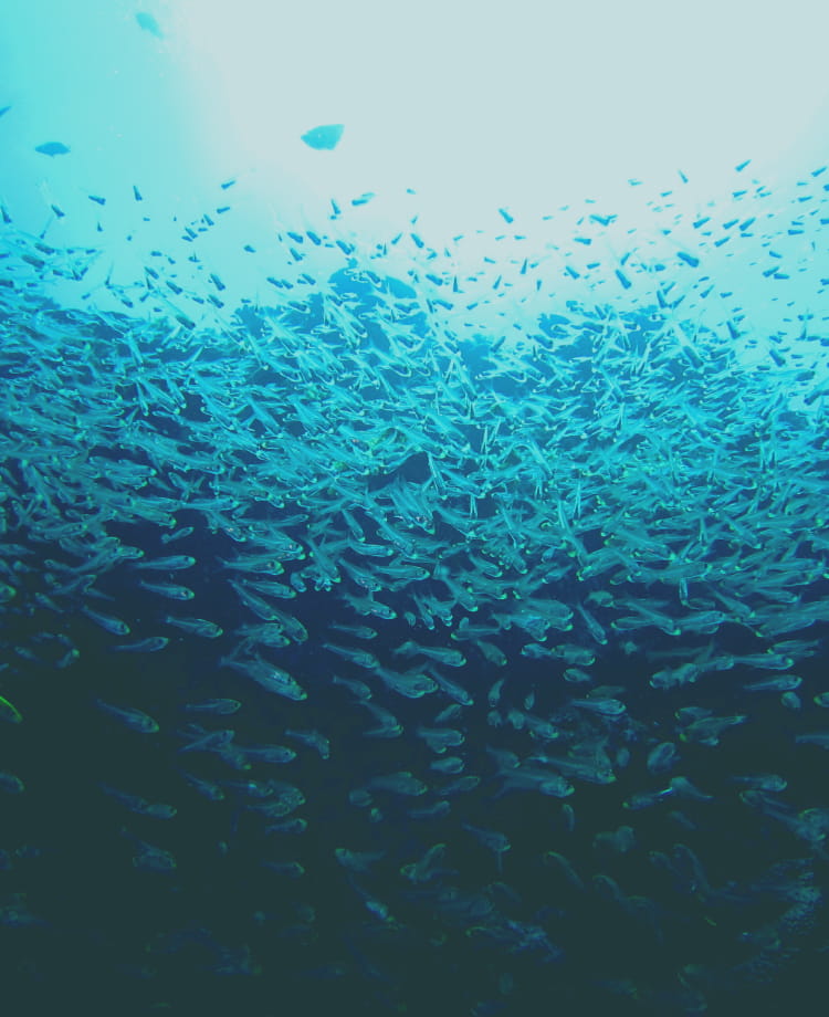 小魚の大群の画像