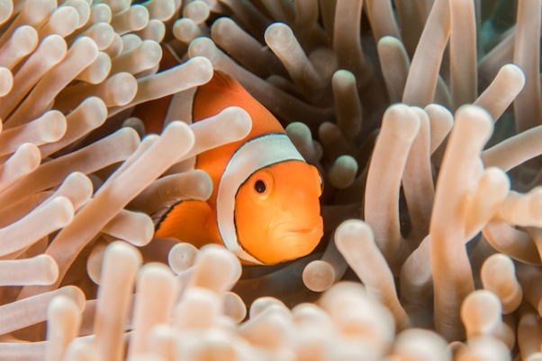 海の宝石：カクレクマノミの世界